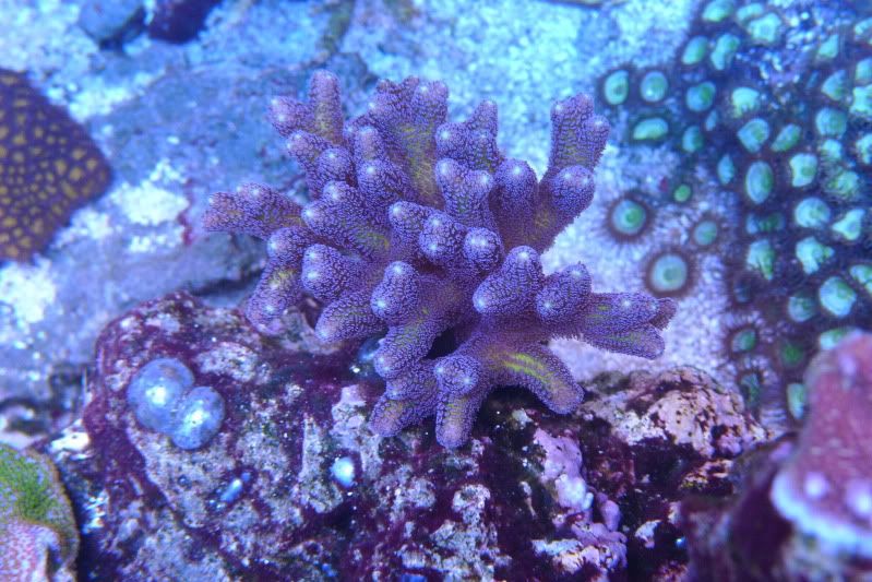 Reef02-26-12046.jpg