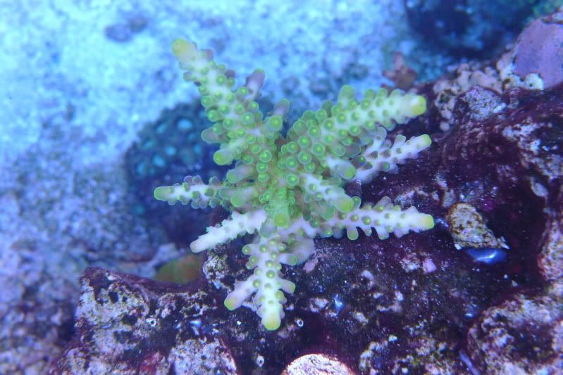 Reef02-26-12048.jpg