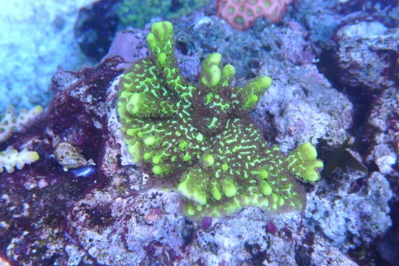 Reef02-26-12051.jpg