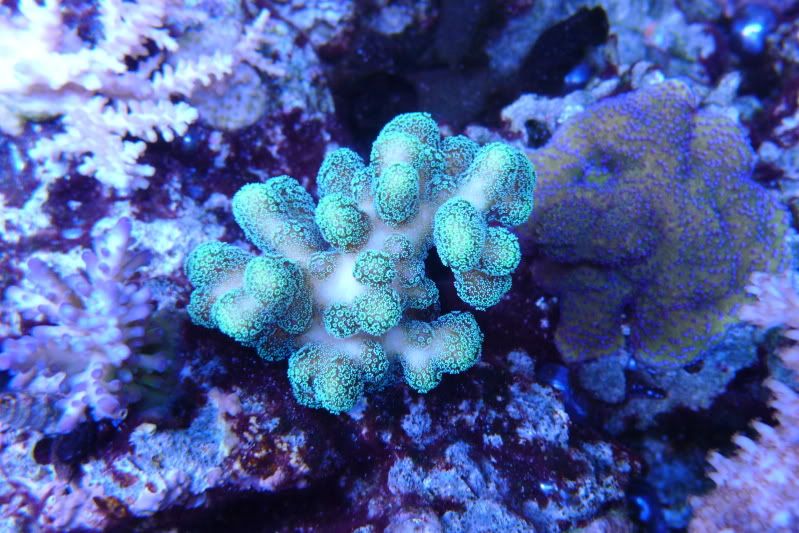 Reef02-26-12065.jpg