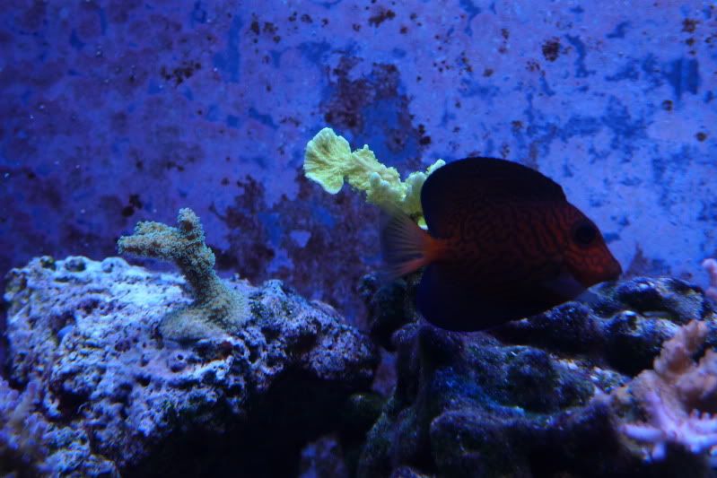 Reef12-11-11017.jpg