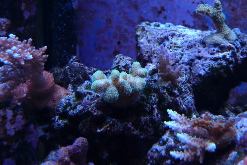 Reef12-11-11023.jpg