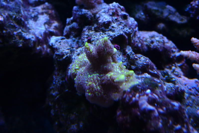 Reef12-11-11025.jpg