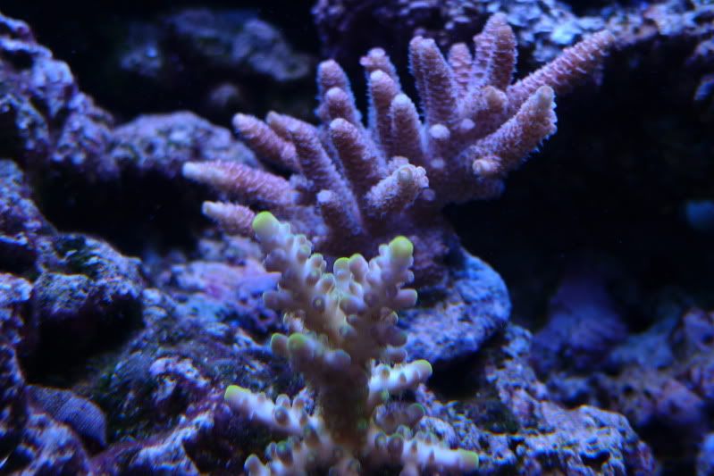 Reef12-11-11027.jpg