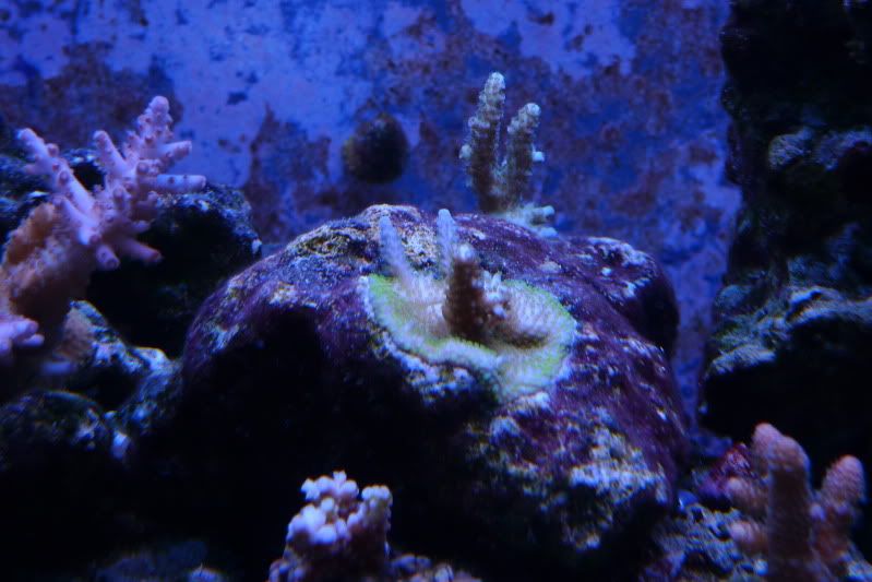 Reef12-11-11028.jpg