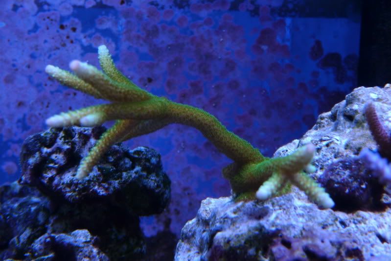 Reef12-11-11032.jpg