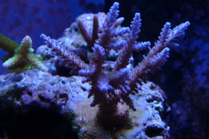 Reef12-11-11034.jpg