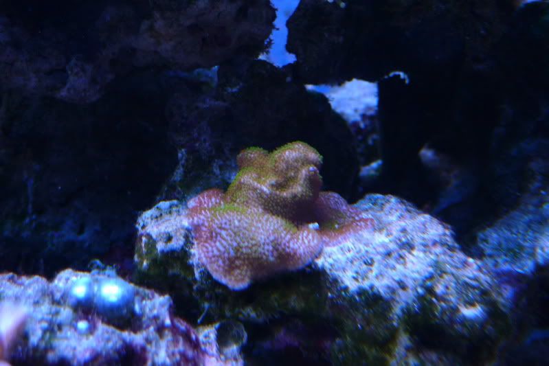 Reef12-11-11040.jpg