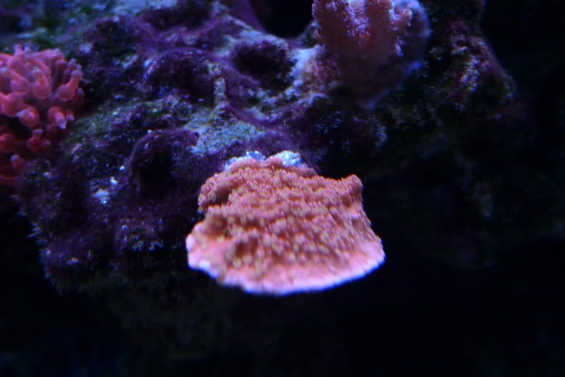 Reef12-11-11069.jpg