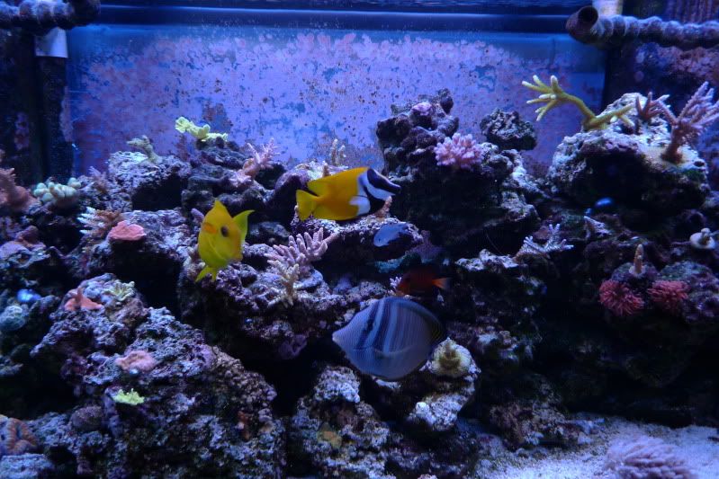 Reef12-11-11074.jpg