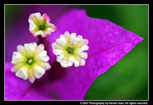 IMAGE: http://img.photobucket.com/albums/v121/sumball/Macros/JT4B0011.jpg