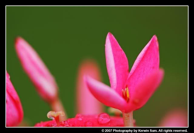 IMAGE: http://img.photobucket.com/albums/v121/sumball/Macros/JT4B0018.jpg