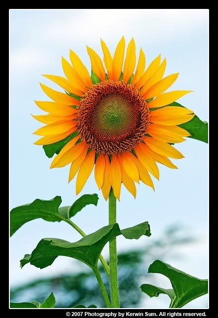 IMAGE: http://img.photobucket.com/albums/v121/sumball/Macros/JT4B9902.jpg