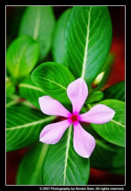 IMAGE: http://img.photobucket.com/albums/v121/sumball/Macros/JT4B9909.jpg