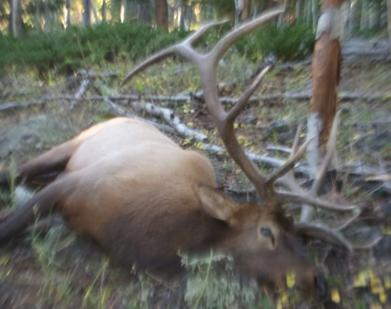 Utah Trophy Bull Elk with a Bill Large .58 Hawken The Muzzleloading Forum