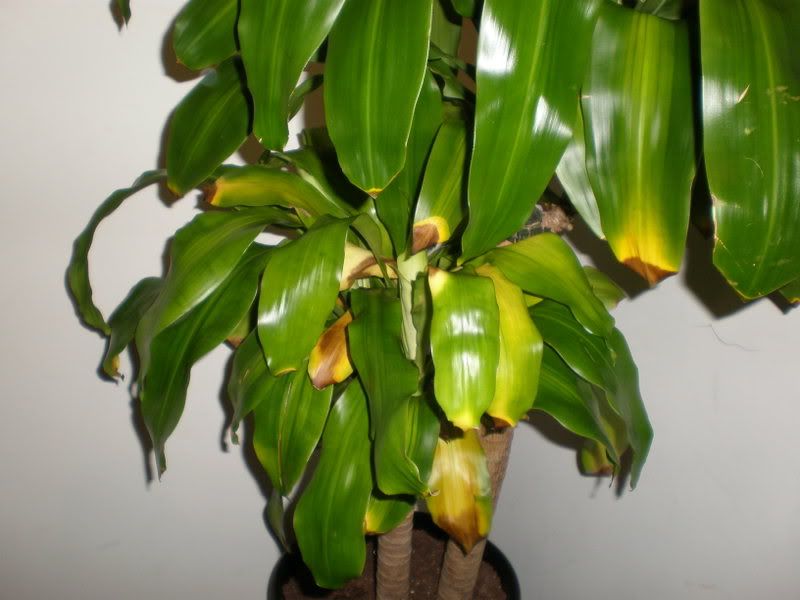 Yellow Plant Leaves