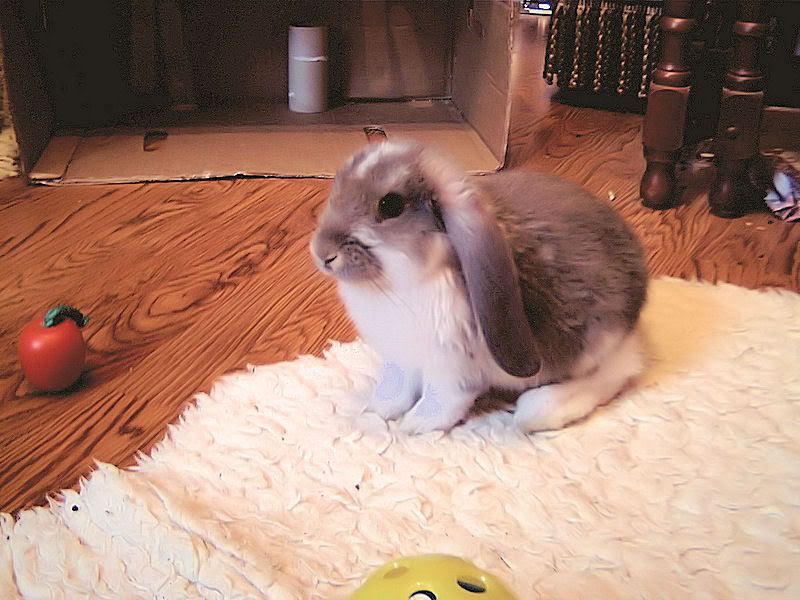 Photobucket - Video and Image Hosting