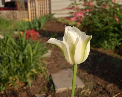 white and green tulip