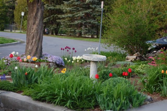 Front Garden from a Different Vantage 2009