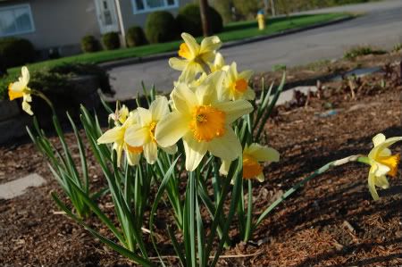 daffodils