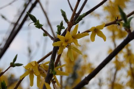 Forsythia