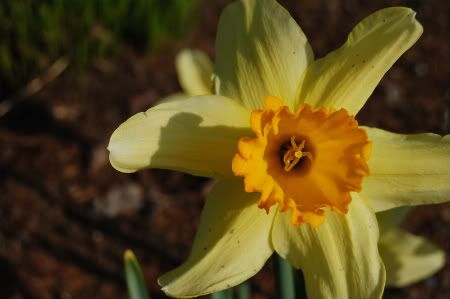 daffodil up close