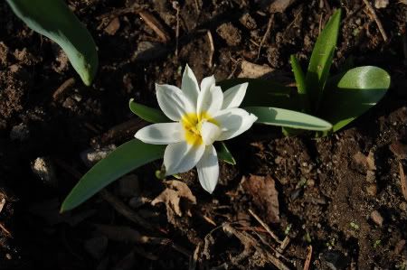 rock garden tulip