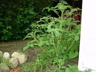 tomato in compost