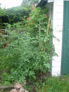 monster tomato plant