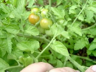 cherry tomato