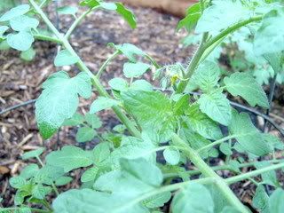 first tomato blossom of 2007