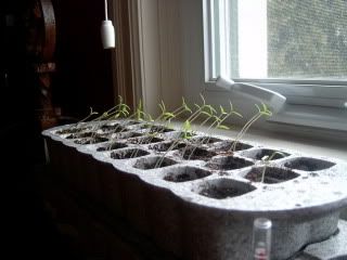 leaning piles of tomatoes