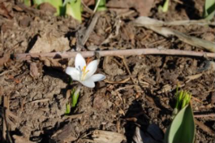 crocus #1