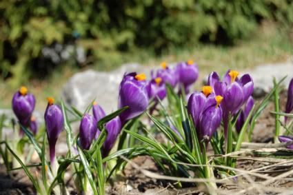 purple crocuses