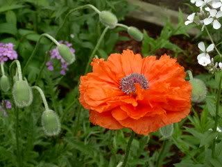 1st poppy of 2007