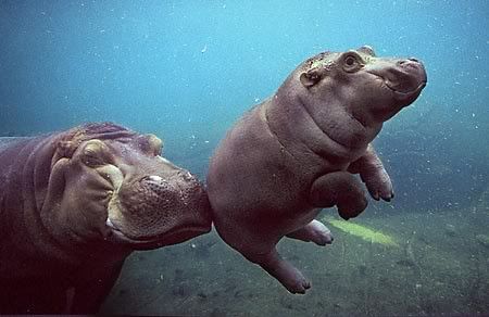 Water,Hippos