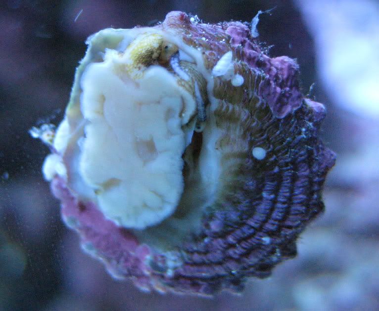 Found the cause of Astrea snail deaths. pyramidellid snails (w/ pic