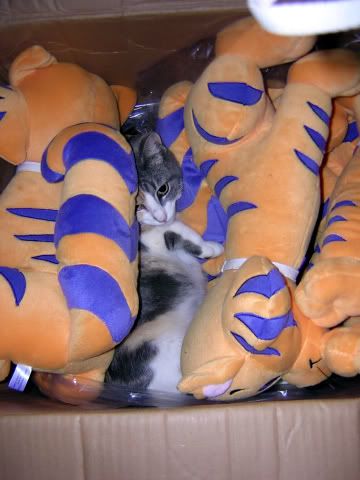 IMAGE: http://img.photobucket.com/albums/v123/tribander_3/DSCN0672.jpg