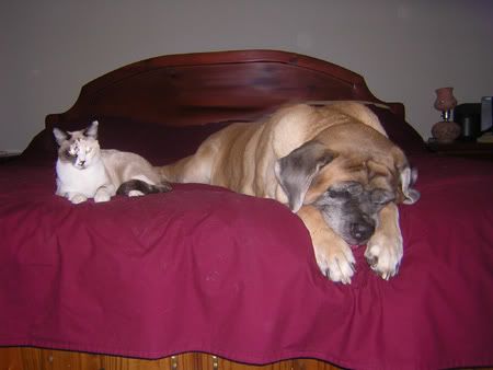 IMAGE: http://img.photobucket.com/albums/v123/tribander_3/DSCN1427.jpg