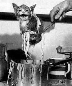 CookedCat.jpg