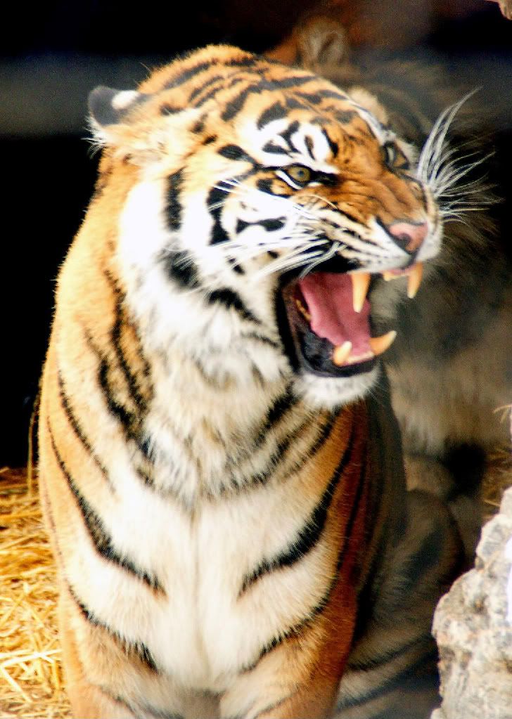 IMAGE: http://img.photobucket.com/albums/v124/Dr-toronto/toronto%20zoo%202008/DSC00501.jpg