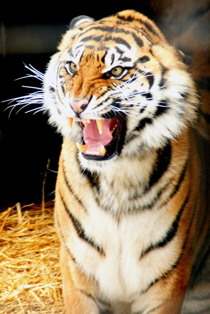 IMAGE: http://img.photobucket.com/albums/v124/Dr-toronto/toronto%20zoo%202008/DSC00503.jpg