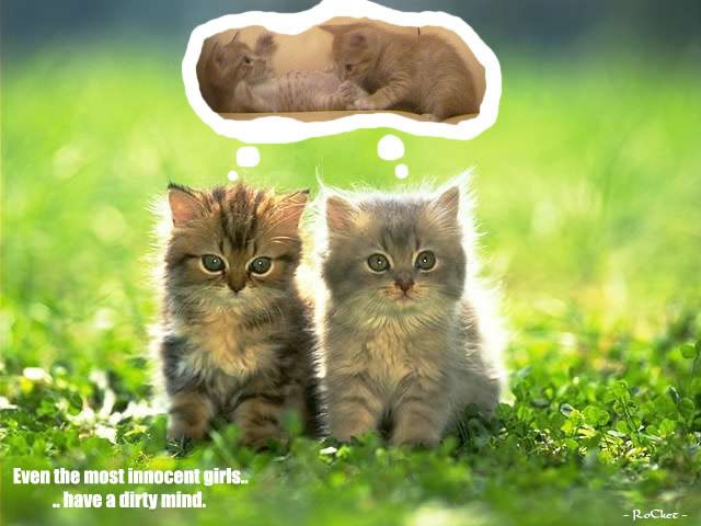 kittydirtymind.jpg