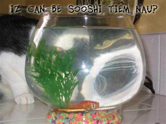 kittyfishtank.jpg
