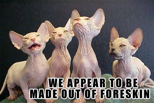 kittyforeskin.jpg