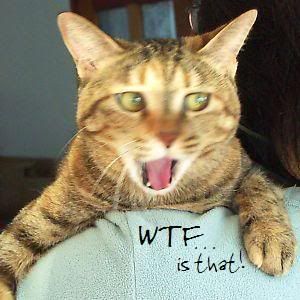 kittywtf.jpg
