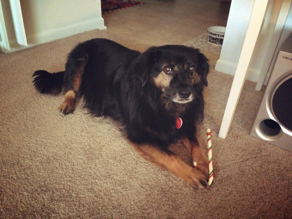 Bear with candy cane