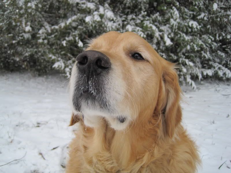 Golden Retriever Nose