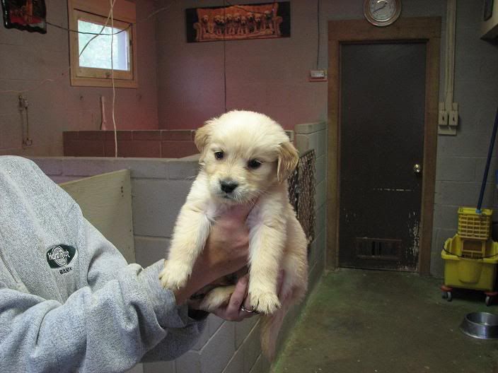 Does a puppies fur darken or lighten with age? Page 2 Golden