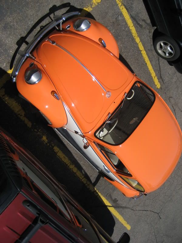 Bug06.jpg